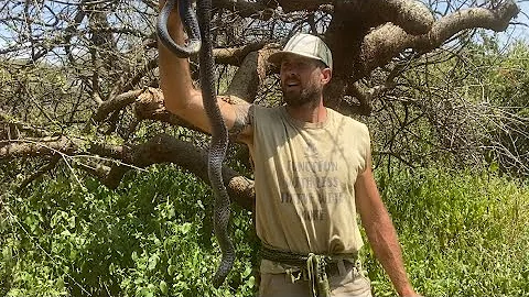 Catch and cook Baboon poo, Cobra & Tortoise: Hadza...