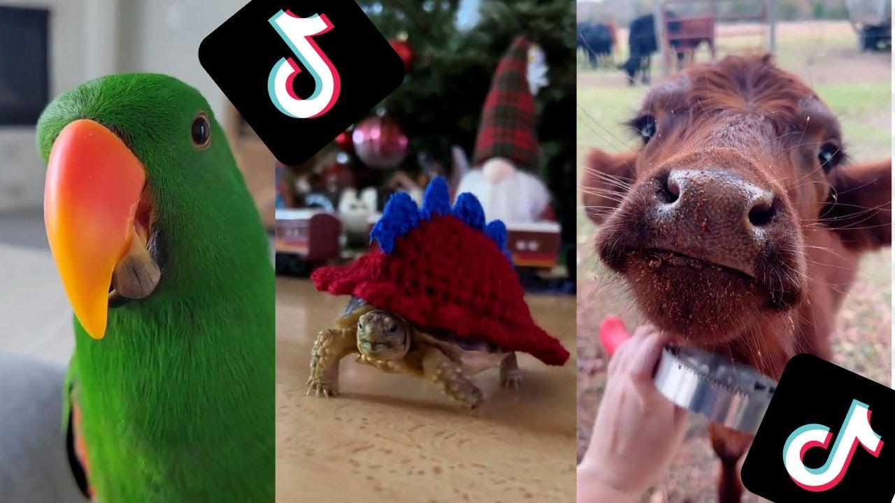 Cute Funny Animal TikToks That Will Brighten Up Your Day! 1 - YouTube