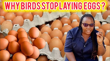 Why Layers Stop Laying Eggs? Causes of Low Egg Production?