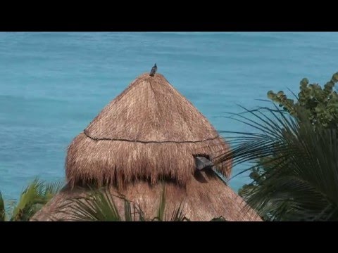 Video: Maya-steden In Yucatan, 19e-eeuwse Foto - Alternatieve Mening