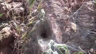 Picking On A Funnel Spider