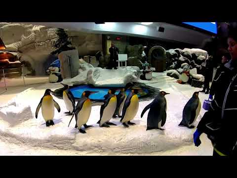 Ski Dubai Encounter with the Penguins – Ski Dubai Snow Park Mall of the Emirates,Rides,Tickets Hindi