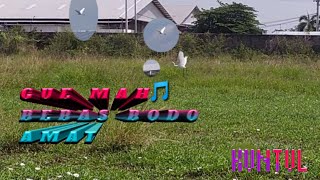 burung bangau terbang lepas dari kawanan