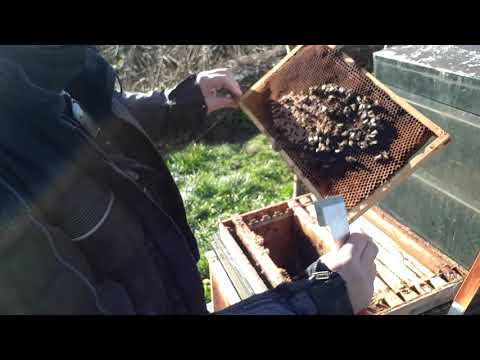 Video: Bijen Houden In Ligstoelen