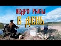 Рыбалка. ВЕДРО РЫБЫ В ДЕНЬ. Река Оскол. Краснооскольское водохранилище.