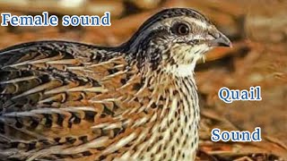 female quail Sound // new mada Batair ki Awaz