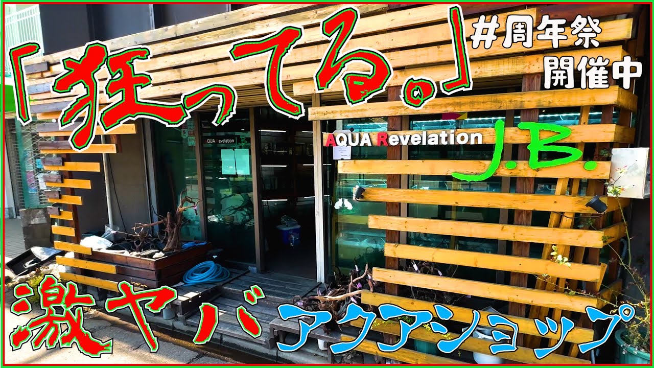 こんなアクアショップ見たことある！？良い意味で狂ってるアクアショップAQUA Revelation J.B.さんの紹介！！【周年祭開催中】