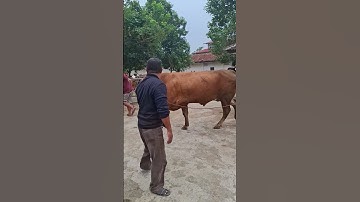 sapi lucu joget lagu selamat ulang tahun lagu anak-anak  sapi lucu tontonan anak kecil
