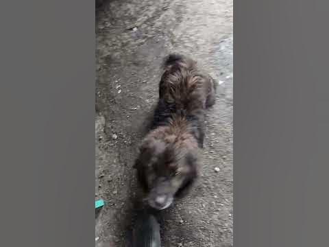 белорусская овчарка - YouTube