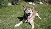 映画 マリと子犬の物語 予告 出演 船越英一郎 松本明子 Youtube 映画 マリと子犬の物語 予告 出演 船越英一郎 松本明子 Youtube