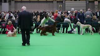 Mike Champion Stakes Final Crufts 2019 by thendara show dogs 303 views 5 years ago 1 minute, 26 seconds