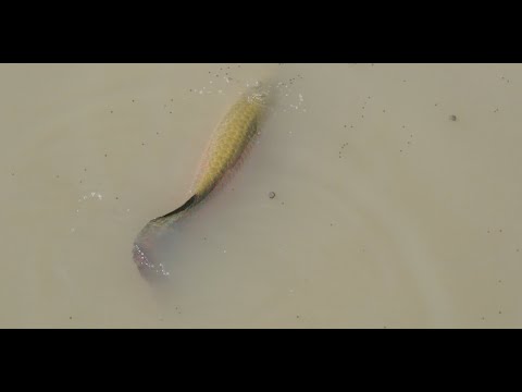 Feeding Frenzy at Jurassic Mountain Fishing Park.