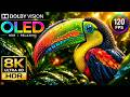 Impossible Detail Wildlife | 8K Dolby Vision OLED HDR TEST 120fps (8K/4K Ultra HD TV)