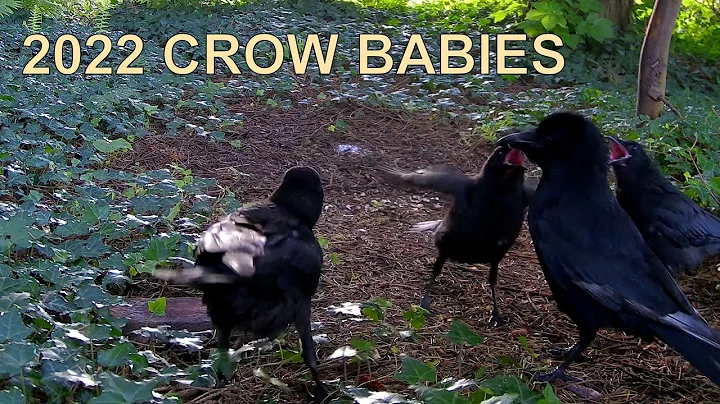 Our 2022 crow babies  (Corvus Corone - Carrion Cro...