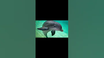 Dolphin sleep with one eye open |#amazingfacts #weird #unknownfacts