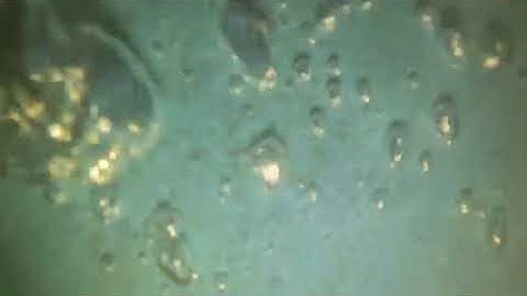 12 10 25 Unnamed Chapperal HC