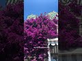 Must-See in Capri!