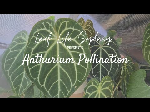 Video: Anthurium: Blomma Vård Hemma