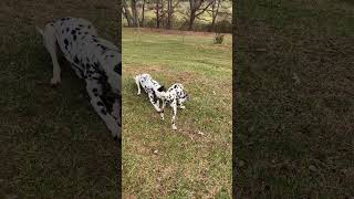 Not a care in the world #wonderfulworld #beautiful #puppy #dalmatian #dalmatianpuppy #stick #sharing