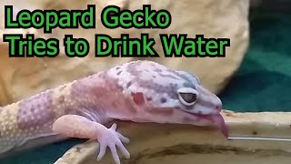 Leopard Gecko Tries To Drink Water