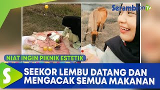 Niat Ingin Piknik Estetik, Seekor Lembu Datang dan Mengacak Semua Makanan