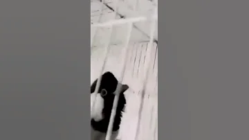 حرف زدن بلبل خرمایی 