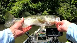 Realistic Summer Bass Fishing