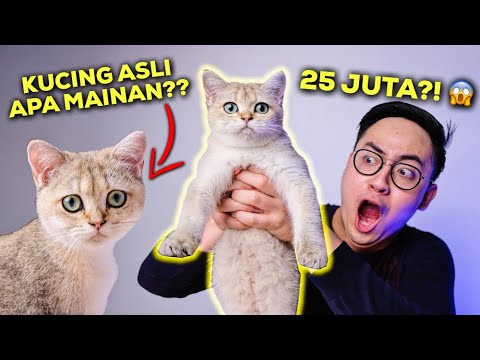 Video: Mainan yang Disetujui Kucing Terbaik untuk Bermain Mandiri