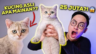 INI KUCING ASLI ATAU MAINAN?! CANGGIH BANGET! | BRITISH SHORTHAIR GOLDEN KITTEN UNBOXING & REVIEW screenshot 4