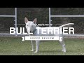BULL TERRIER BREED REVIEW の動画、YouTube動画。