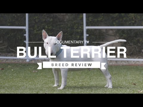 Βίντεο: Bull Terrier Dog Breed Υποαλλεργικό, Υγεία και Διάρκεια Ζωής