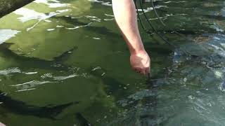 Tarpon Feeding