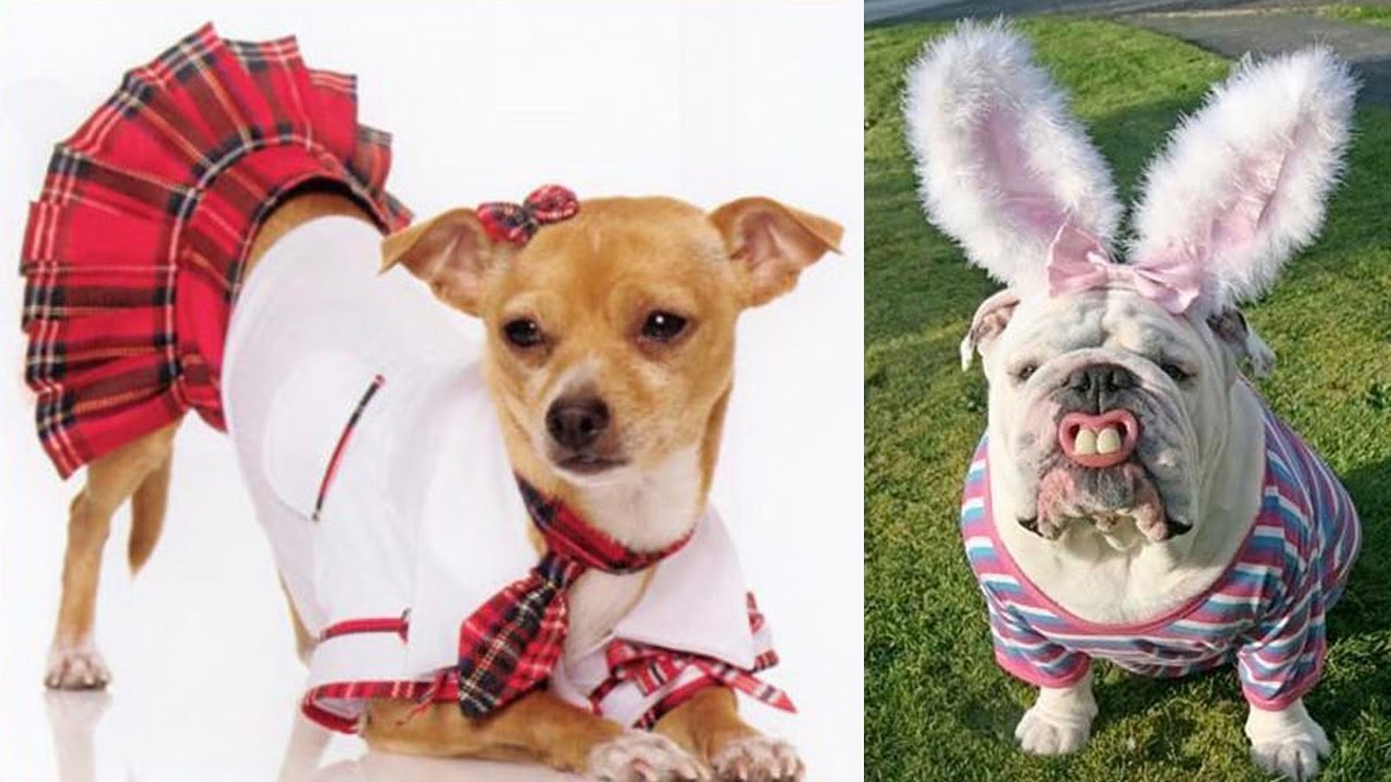 Worst Dog Costumes Ever! YouTube