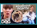 How to Stop Dogs Fighting in the House | It's Me or the Dog