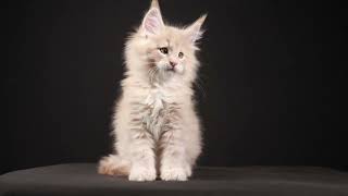 Sassy Koonz Cannonball 9 Weeks Old Maine Coon Kitten by Sassy Koonz Maine Coon Cattery 1,218 views 1 year ago 31 seconds