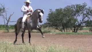 Los Caballos De Don Rafa YECLANO