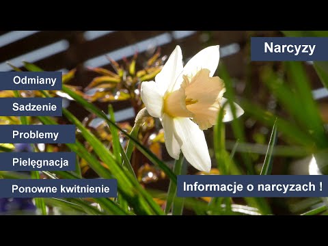 Wideo: Pielęgnacja żonkili - sadzenie żonkili w ogrodzie