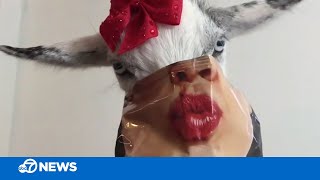 Goats eating from potato chip bags with faces is bizarrely entertaining