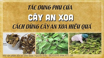 TÁC DỤNG PHỤ CỦA CÂY AN XOA - CÁCH DÙNG CÂY AN XOA HIỆU QUẢ