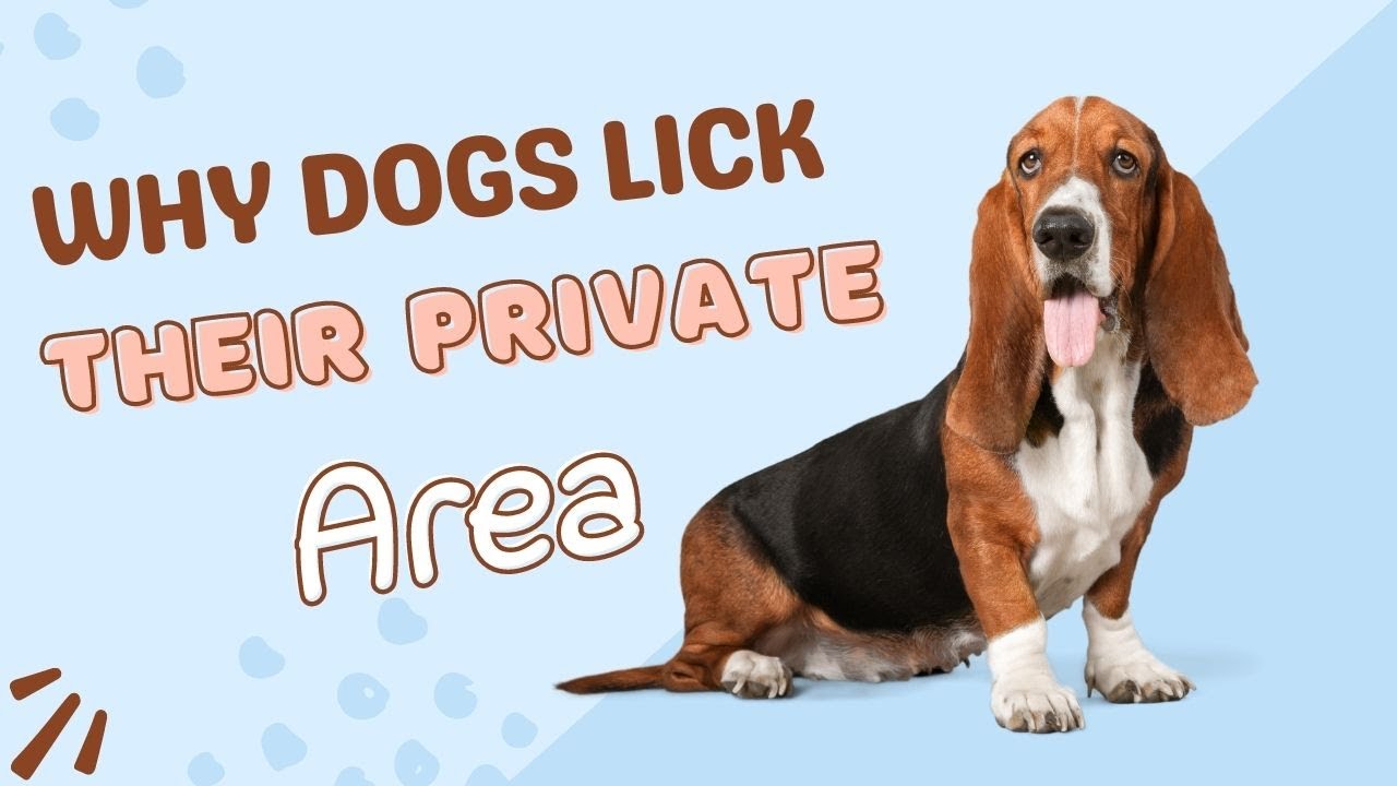 Why Do Dogs Lick Their Private Areas? (Explained and Answered)