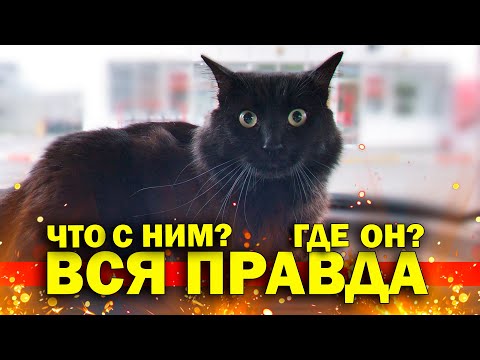 Вся правда про побитого кота. Босс сломал свой новый диван / SANI vlog