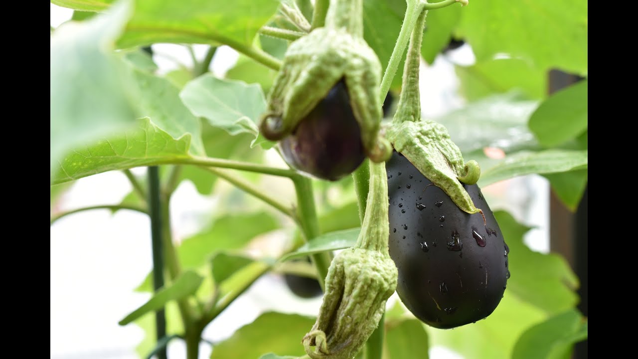 Рассада баклажанов – выращивание