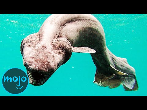 Top 10 Mysterious Creatures That Live in the Deep Sea