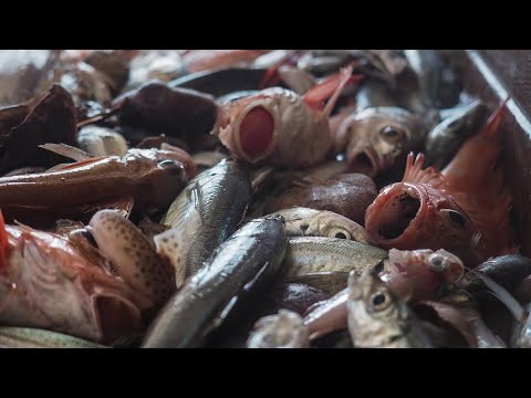 Dierenleed in Europese viskwekerijen