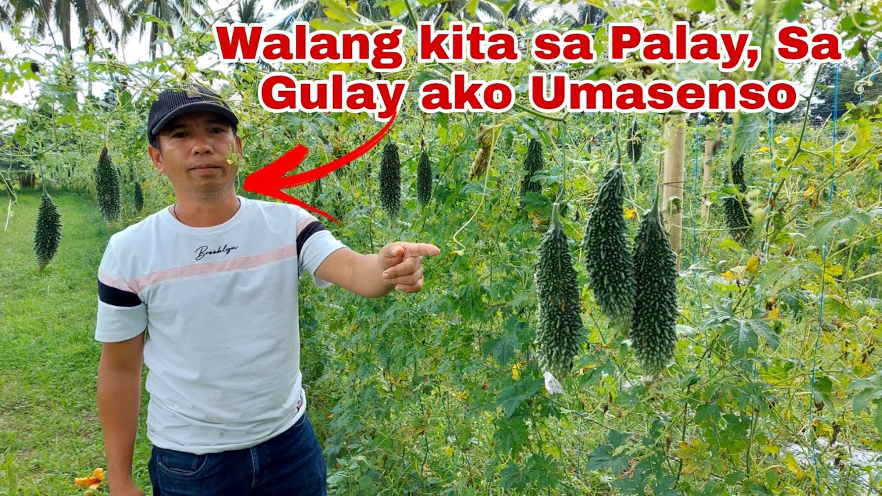 Nurse Iniwan ang 30 hektar na palayan at Nagfocus Kaya Umasenso sa Gulayan