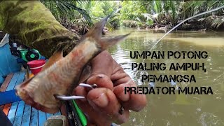 Umpan paling ampuh selalu saya gunakan, makanan idaman predator muara. #mancingkakap