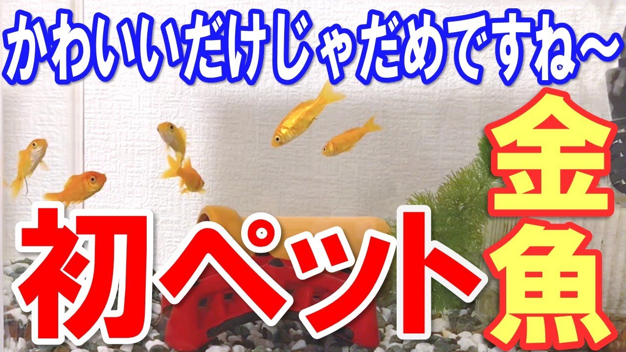 【初めてのペット】私たちが金魚を迎え入れた理由【動物飼育】
