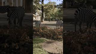 Zebras Playing At The Berlin Zoo