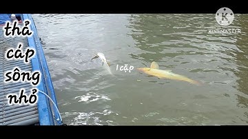 Thả Cáp Kênh Nhỏ Tưởng Không Cá, Ai Ngờ bợ Toàn Hàng Khủng... # kích cá trên sông /Con Nước Miền Tây
