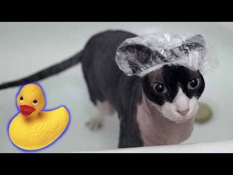 How To Bathe Your Sphynx Cat | The Dark Lord